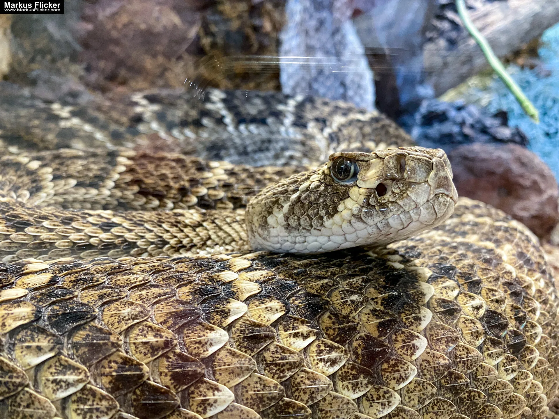 Reptilienzoo Happ in Klagenfurt am Wörthersee in Kärnten