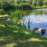 Freizeitzentrum Großsteinbach, Strandgut und Schachblume Steiermark Badesee