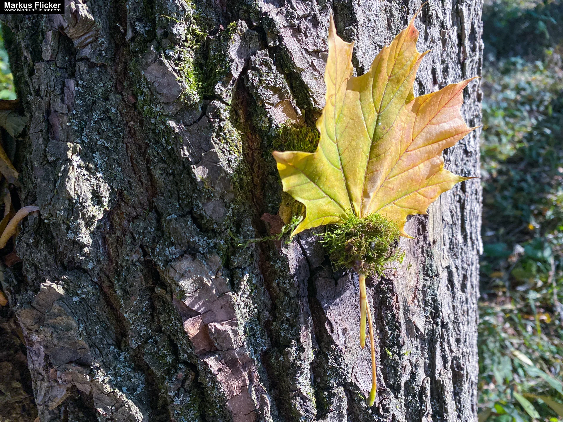 Fototipp Hinsetzen und Beobachten für Anfänger und Amateure