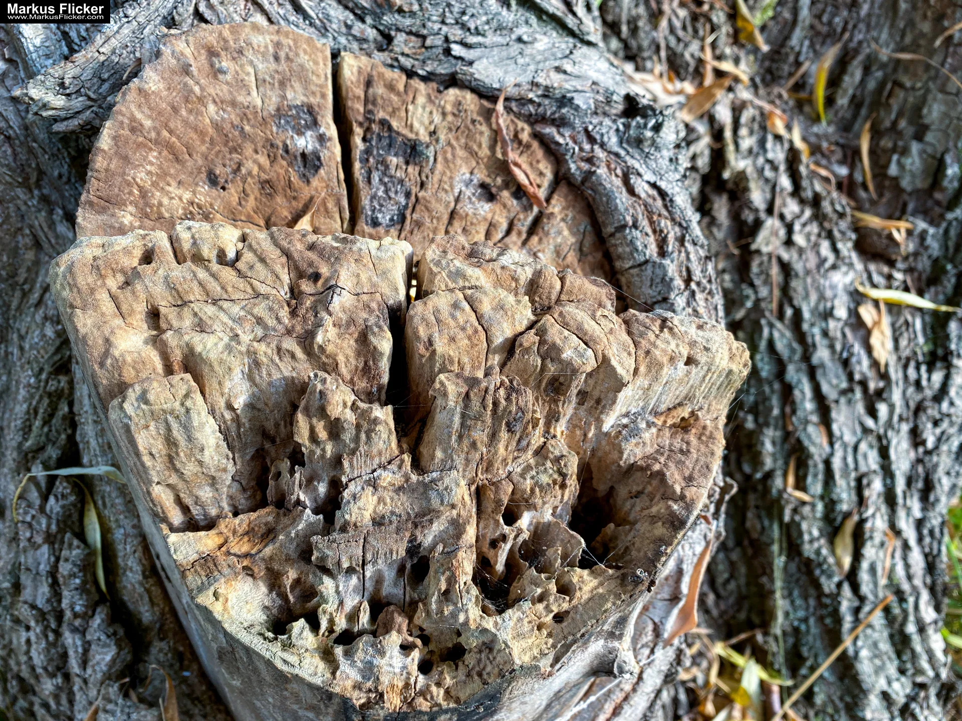 Fototipp Hinsetzen und Beobachten für Anfänger und Amateure