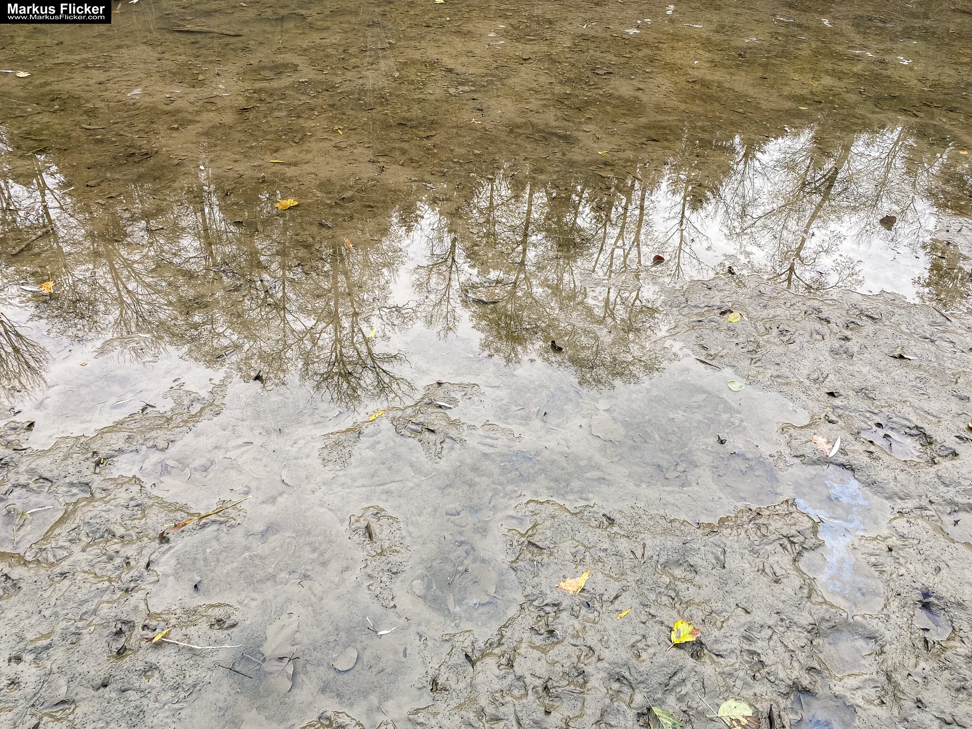 Bäume im Fluss mit Spiegelung auf dem Wasser Foto auf dem iOS Smartphone Handy Phone bearbeitet. Fotografieren und Filmen mit dem Smartphone: Bessere Fotos und Videos mit dem Handy für Freizeit, Hobby und Business