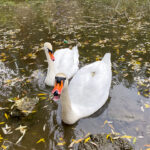 Fotografieren von Schwänen am Fluss im Herbst mit dem Smartphone