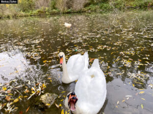Fotografieren von Schwänen am Fluss im Herbst mit dem Smartphone