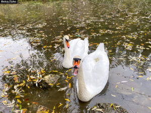 Fotografieren von Schwänen am Fluss im Herbst mit dem Smartphone