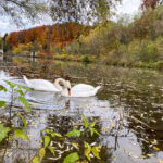 Schwäne im Fluss im Herbst fotografiert Foto auf dem Smartphone bearbeitet mit iOS iPhone. Fotografieren und Filmen mit dem Smartphone: Bessere Fotos und Videos mit dem Handy für Freizeit, Hobby und Business