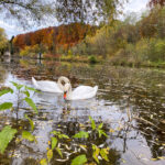 Schwäne im Fluss im Herbst // Foto auf dem Smartphone bearbeitet // iOS iPhone