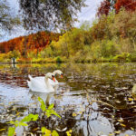 Schwäne im Fluss im Herbst fotografiert Foto auf dem Smartphone bearbeitet mit iOS iPhone. Fotografieren und Filmen mit dem Smartphone: Bessere Fotos und Videos mit dem Handy für Freizeit, Hobby und Business