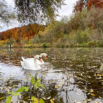 Schwäne im Fluss im Herbst // Foto auf dem Smartphone bearbeitet // iOS iPhone