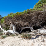 aCala Agulla und Cala Molto auf Mallorca in Spanien