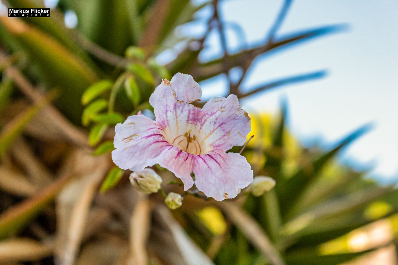 Cala Agulla und Cala Mesquida auf Mallorca Spanien