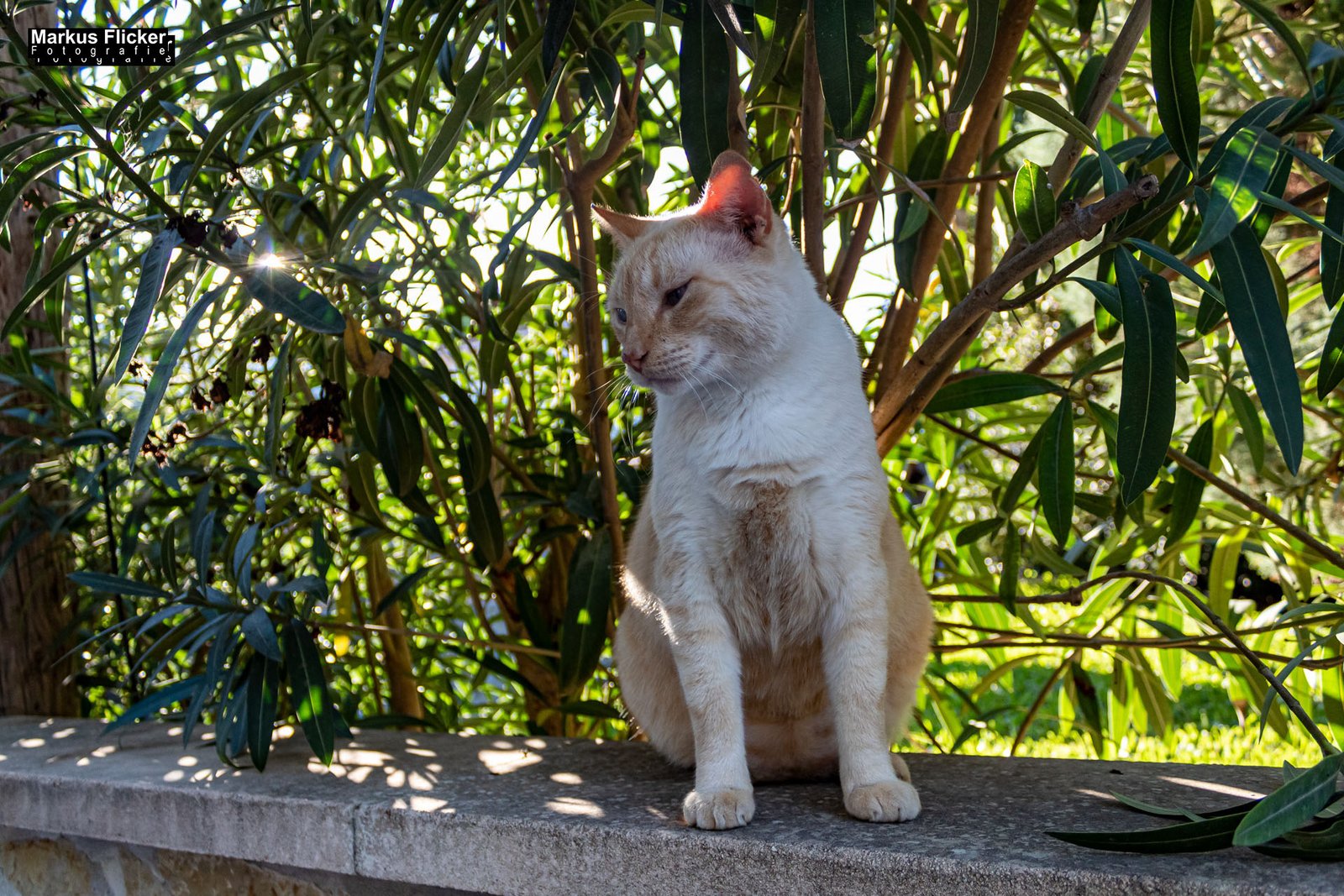 Cala Agulla und Cala Mesquida auf Mallorca Spanien