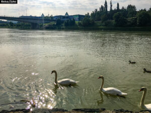 Maribor Marburg an der Drau in Slowenien Roadtrip Städtereise