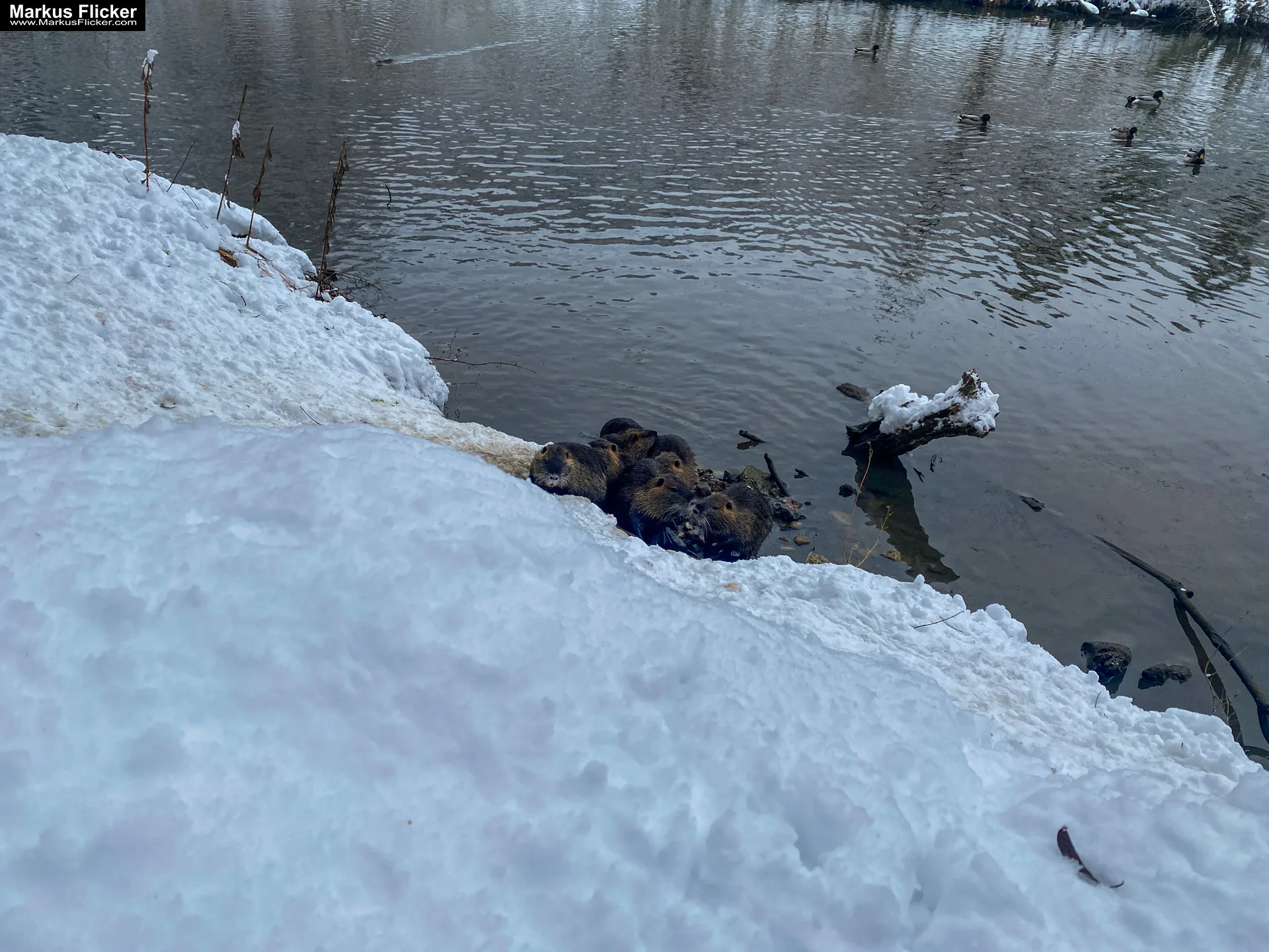 Spazieren Winter Schnee Steiermark Gleisdorf Raab