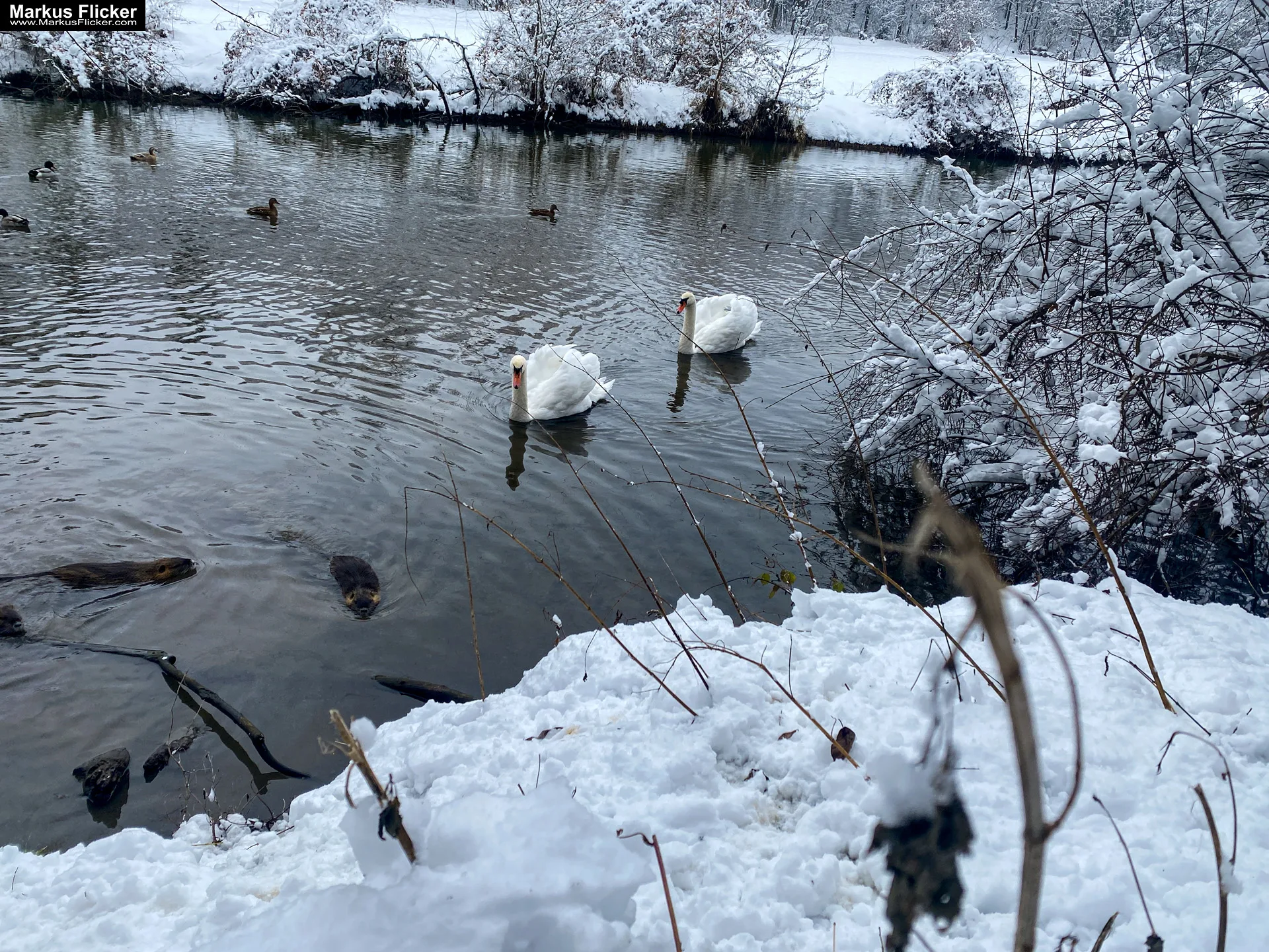 Spazieren Winter Schnee Steiermark Gleisdorf Raab