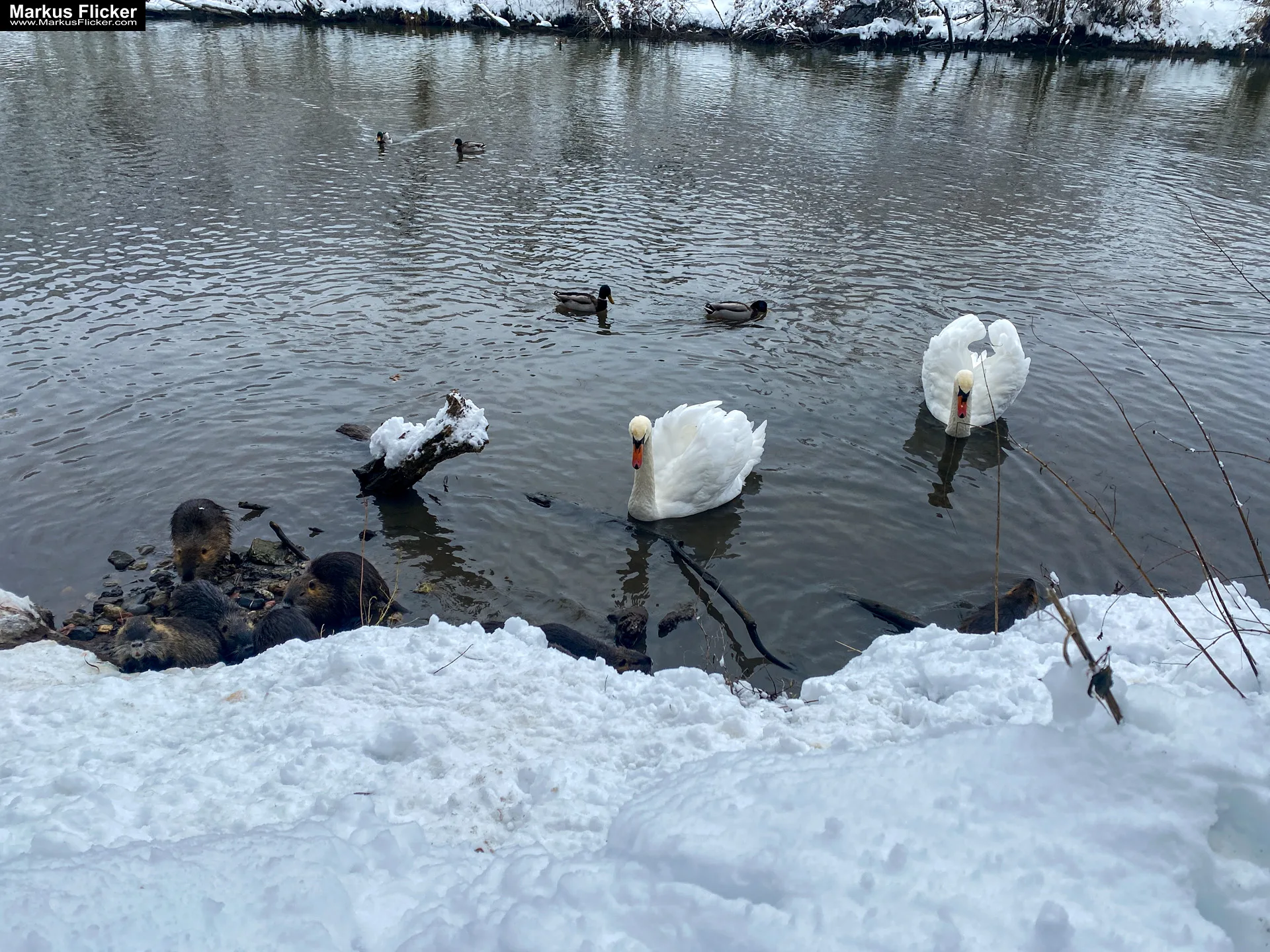 Spazieren Winter Schnee Steiermark Gleisdorf Raab