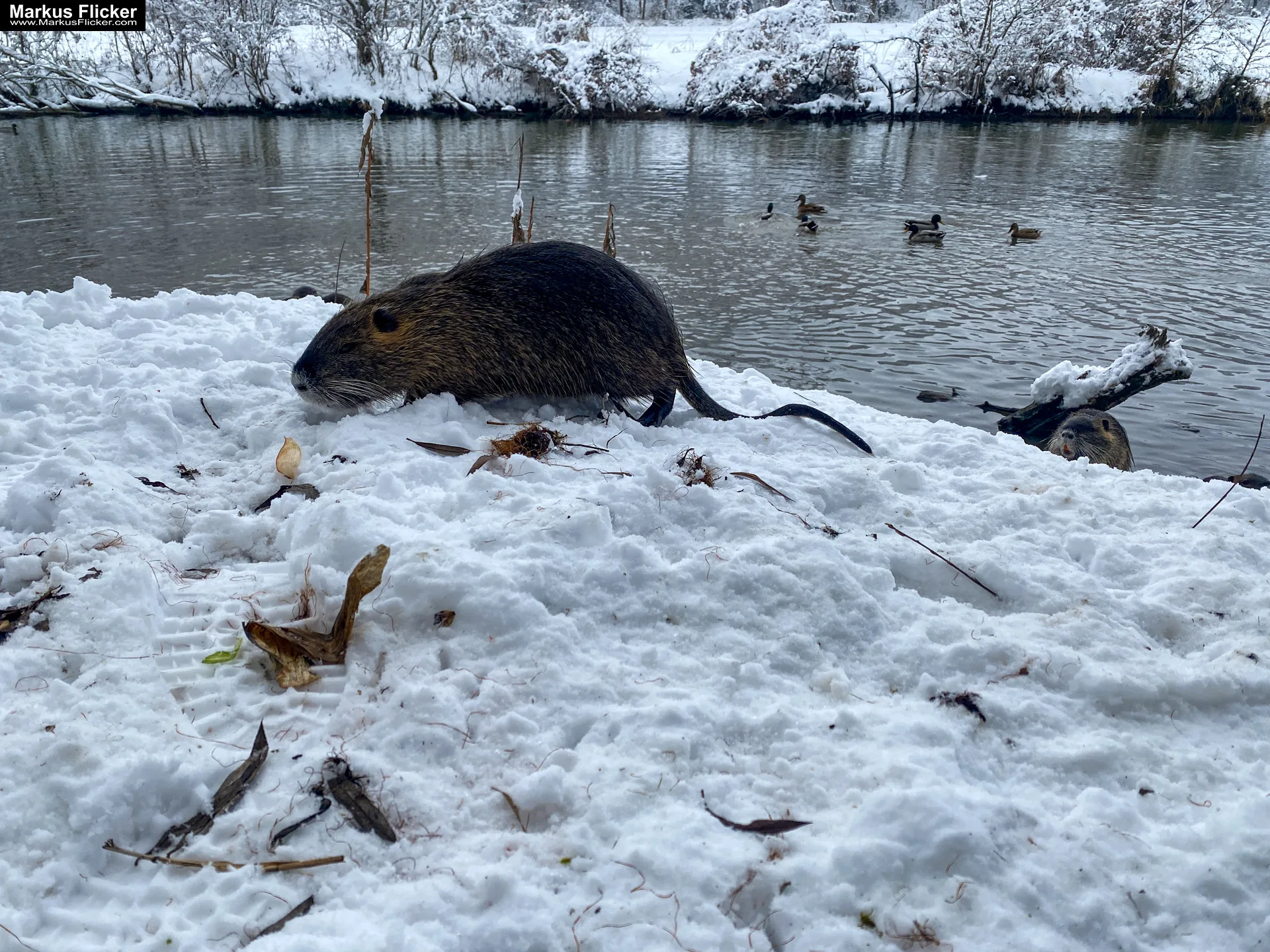 Spazieren Winter Schnee Steiermark Gleisdorf Raab