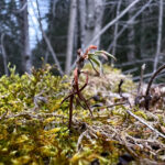 Packer Stausee in der Gemeinde Hirschegg-Pack Bezirk Voitsberg in der Steiermark