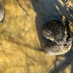 Quicktipp Tierfotografie: Fresse halten und Ruhe bewahren ;) Nahaufnahmen mit dem Smartphone statt Mega Tele Objektiv / Nutria am Fluss