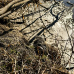 Quicktipp Tierfotografie: Fresse halten und Ruhe bewahren ;) Nahaufnahmen mit dem Smartphone statt Mega Tele Objektiv / Nutria am Fluss