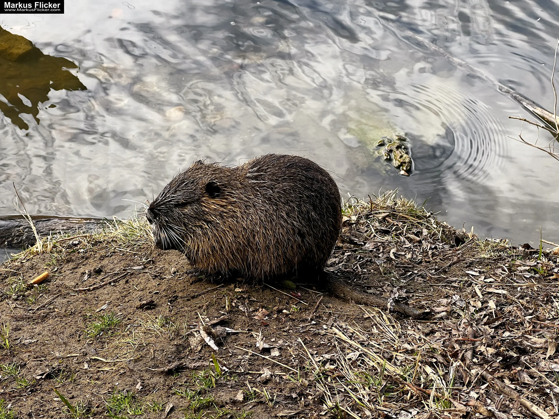 Nutria Wildlife Nature Coypu Europe Austria iPhone 13 Pro Max Cinematic Mode #markusflicker #shorts