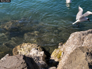 Möwen an der Adria am Meer in Slowenien Izola Isola fotografieren