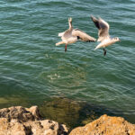 Möwen an der Adria am Meer mit dem Smartphone in Slowenien Izola Isola fotografieren und filmen. Fotografieren und Filmen mit dem Smartphone: Bessere Fotos und Videos mit dem Handy für Freizeit, Hobby und Business