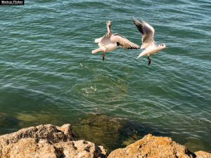 Möwen an der Adria am Meer mit dem Smartphone in Slowenien Izola Isola fotografieren und filmen. Fotografieren und Filmen mit dem Smartphone: Bessere Fotos und Videos mit dem Handy für Freizeit, Hobby und Business