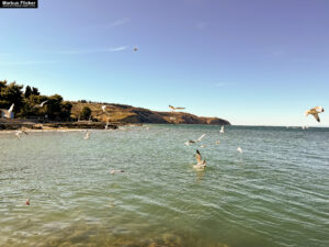 Möwen an der Adria am Meer in Slowenien Izola Isola fotografieren