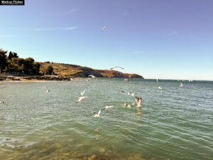 Möwen an der Adria am Meer in Slowenien Izola Isola fotografieren