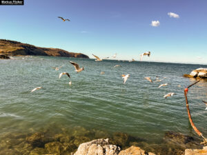 Möwen an der Adria am Meer in Slowenien Izola Isola fotografieren