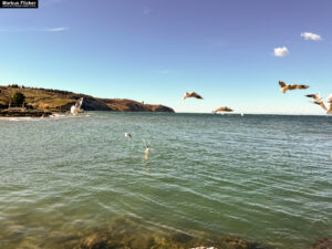 Möwen an der Adria am Meer in Slowenien Izola Isola fotografieren