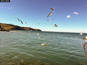 Möwen an der Adria am Meer in Slowenien Izola Isola fotografieren