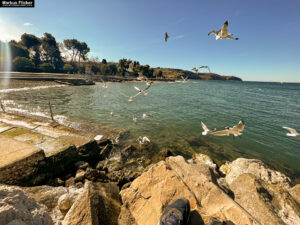 Möwen an der Adria am Meer in Slowenien Izola Isola fotografieren