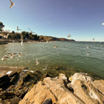 Möwen an der Adria am Meer in Slowenien Izola Isola fotografieren