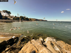 Möwen an der Adria am Meer in Slowenien Izola Isola fotografieren