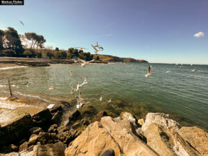 Möwen an der Adria am Meer in Slowenien Izola Isola fotografieren