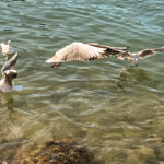 Möwen an der Adria am Meer in Slowenien Izola Isola fotografieren