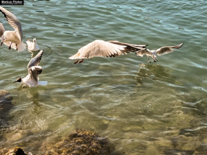 Möwen an der Adria am Meer in Slowenien Izola Isola fotografieren