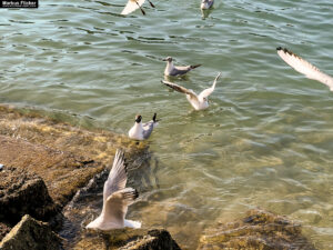 Möwen an der Adria am Meer in Slowenien Izola Isola fotografieren