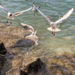 Izola Isola Slowenien Hafenstadt an der Adria am Meer #izolaview #visitizola #visitslovenia #ifeelsLOVEnia Istrien Eine malerische Hafenstadt an der Adriaküste