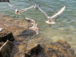 Möwen an der Adria am Meer in Slowenien Izola Isola fotografieren