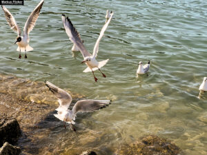 Möwen an der Adria am Meer in Slowenien Izola Isola fotografieren