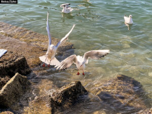 Möwen an der Adria am Meer mit dem Smartphone in Slowenien Izola Isola fotografieren und filmen. Fotografieren und Filmen mit dem Smartphone: Bessere Fotos und Videos mit dem Handy für Freizeit, Hobby und Business