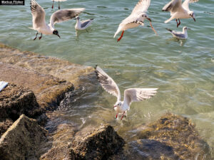 Möwen an der Adria am Meer in Slowenien Izola Isola fotografieren