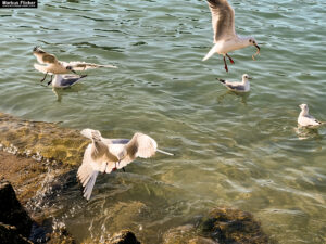 Möwen an der Adria am Meer mit dem Smartphone in Slowenien Izola Isola fotografieren und filmen. Fotografieren und Filmen mit dem Smartphone: Bessere Fotos und Videos mit dem Handy für Freizeit, Hobby und Business