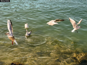 Möwen an der Adria am Meer in Slowenien Izola Isola fotografieren