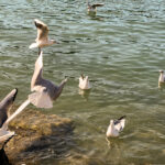 Möwen an der Adria am Meer in Slowenien Izola Isola fotografieren