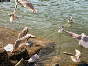 Möwen an der Adria am Meer in Slowenien Izola Isola fotografieren