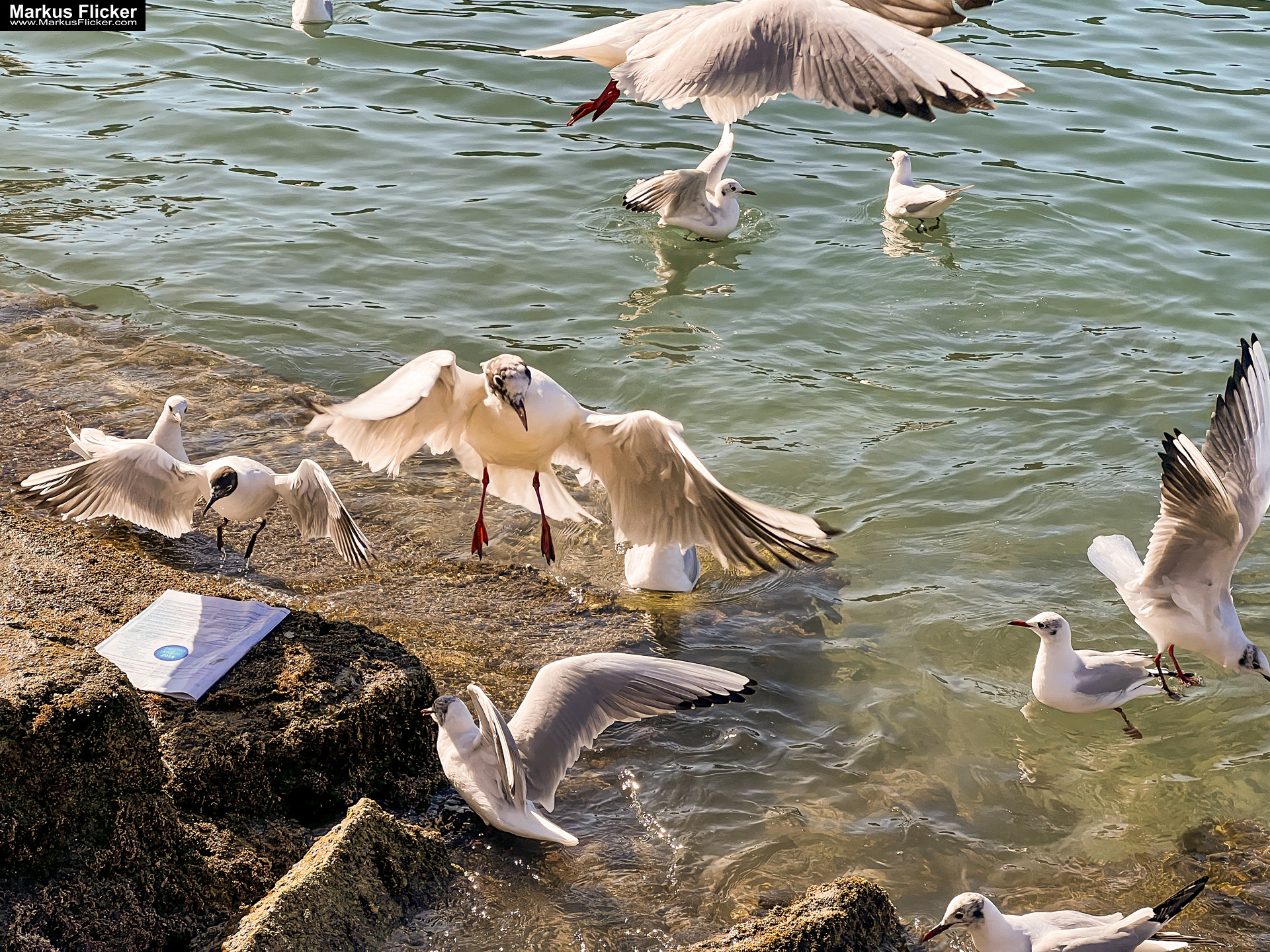 Möwen an der Adria am Meer mit dem Smartphone in Slowenien Izola Isola fotografieren