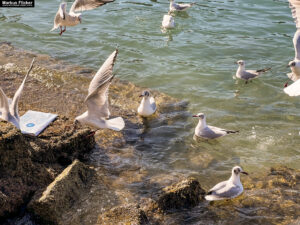 Möwen an der Adria am Meer in Slowenien Izola Isola fotografieren